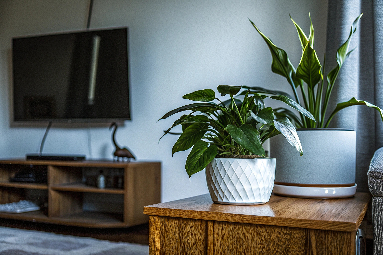 Bloomique Pflanzenmix im Wohnzimmer