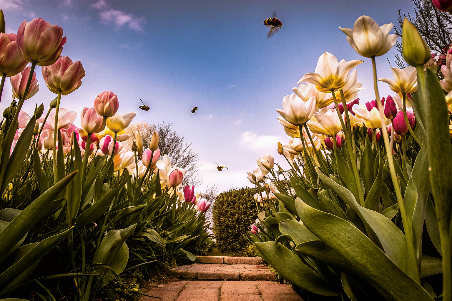 Ein blühender Frühlingsgarten mit verschiedenen Blumen und Pflanzen. Frühlingsgarten mit Blumen