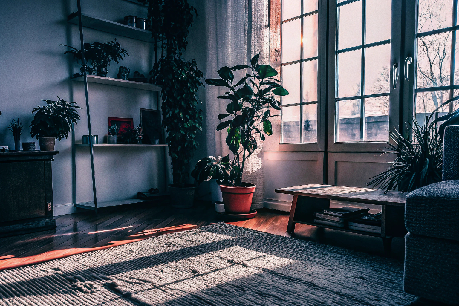 Zimmerpflanzen in einem Wohnzimmer