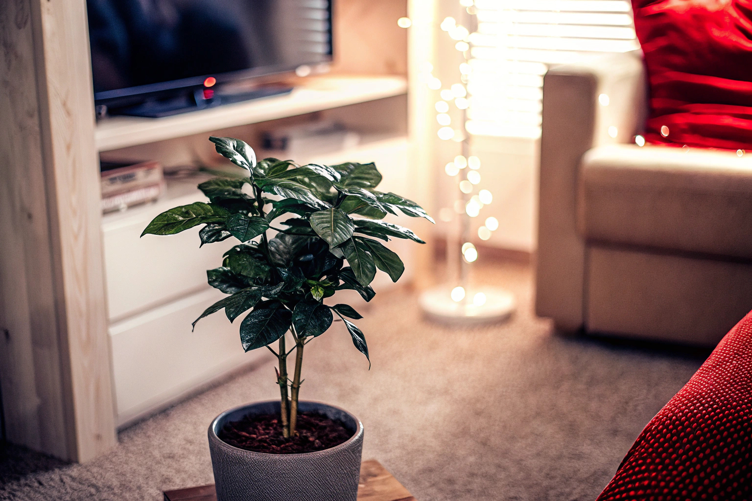 Ein Zwergkaffeebaum in einem modernen Wohnzimmer, der aus einem Anzuchtset gewachsen ist. Zwergkaffeebaum im Wohnzimmer