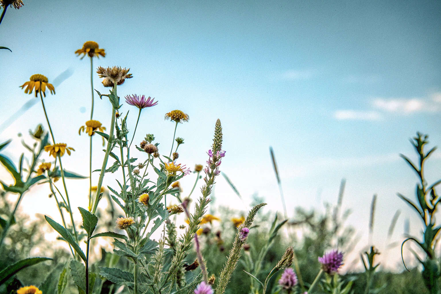 Eine Bienenwiese mit blühenden Blumen und summenden Bienen. Blumenwiese für Bienen