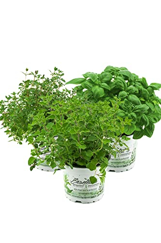 Kräuterset Italienische Kräuter in 12cm Töpfen, Basilikum, Thymian, Oregano