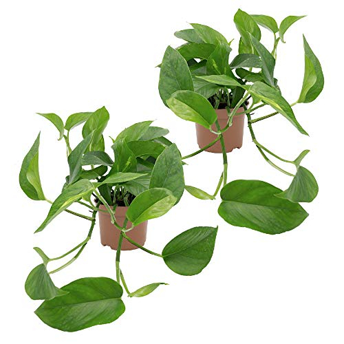 Dominik Blumen und Pflanzen, Efeutute, Epipremnum aureum, 2 Pflanzen