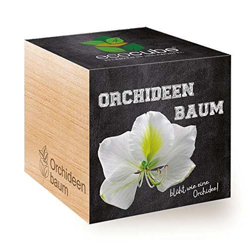 Feel Green Ecocube Orchideenbaum