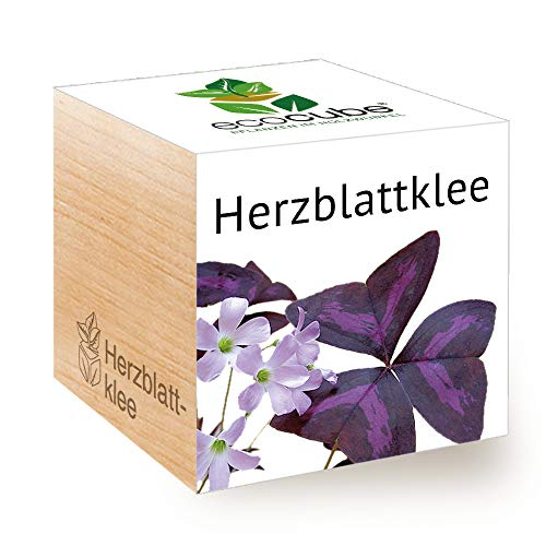 Feel Green Ecocube Herzblattklee/Love Plant