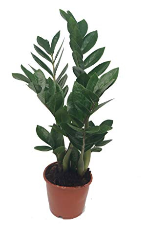Glücksfeder, (Zamioculcas zamiifolia)