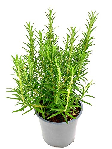 Italienischer XL - Rosmarin (Rosmarius officinalis) 14cm Topf 1 stk.