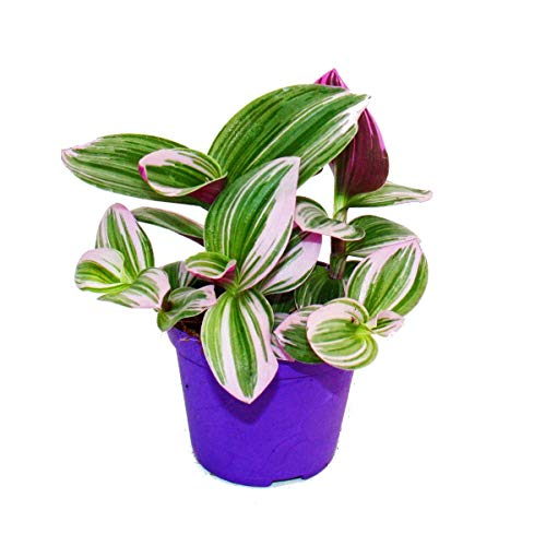 Exotenherz - Dreimasterblume - Tradescantia "Nanouk"