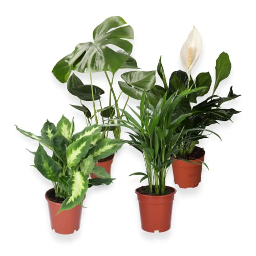 4er-Pflanzenset, Monstera & Dieffenbachia & Spathiphyllum & Areca