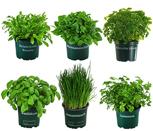 Dehner Kräuter-Set Küchenkräuter, 6 Stück, Basilikum, Liebstöckel, Petersilie, Schnittlauch, Rucola, Zitronenmelisse