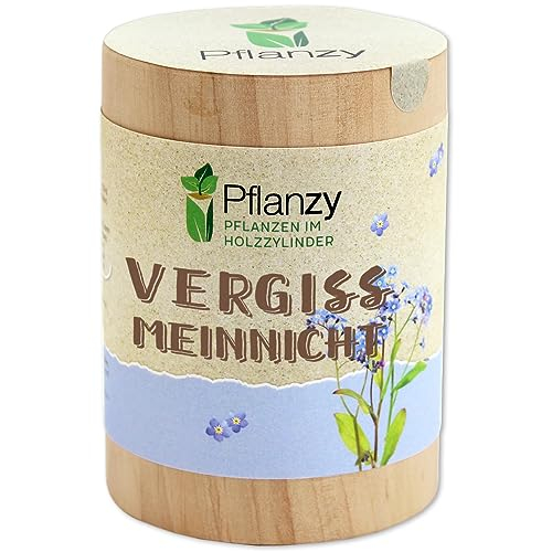 Feel Green Pflanzy Vergissmeinnicht