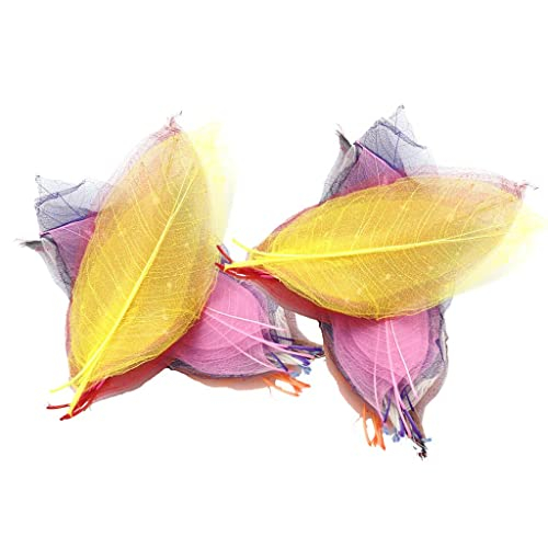 Natürliche Magnolien-Skelett-Blätter