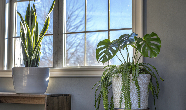 Die besten Pflanzen für dein Zuhause: Tipps & Empfehlungen